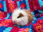 Rood bont CH Teddy cavia beer september 2025, Cavia, Mannelijk, Juli, Tam