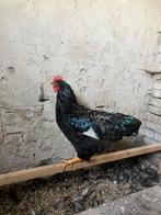 Jonge haan. Barnevelder dubbel gezoomd. Zilver., Dieren en Toebehoren, Pluimvee, Mannelijk, Kip
