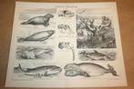 Antieke prent - Zeezoogdieren [walvissen e.d.] - 1885 !!, Verzamelen, Ophalen of Verzenden, Voor 1940, Gebruikt