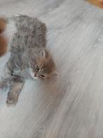 3 lieve langharige kittens zoeken een warm thuis, Dieren en Toebehoren, Katten en Kittens | Raskatten | Langhaar, Meerdere dieren