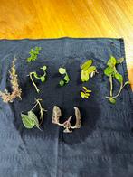 Stekkenpakket voor tropisch regenwoudterrarium, Ophalen of Verzenden, Overige soorten, Minder dan 100 cm