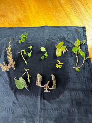 Stekkenpakket voor tropisch regenwoudterrarium beschikbaar voor biedingen