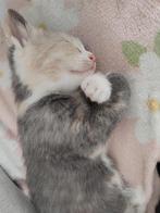 De mooiste kittens, Dieren en Toebehoren, Katten en Kittens | Dekkaters, 0 tot 2 jaar