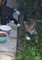 Twee lieve katers van een half jaar., Dieren en Toebehoren, Katten en Kittens | Overige Katten, Kater, Kortharig, 0 tot 2 jaar