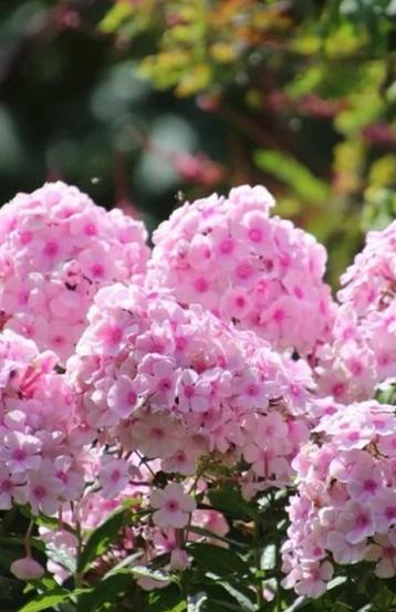 Vaste planten beschikbaar voor biedingen