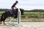 Prachtige Tinker merrie! 🌟, Dieren en Toebehoren, Minder dan 160 cm, Ruin, Zadelmak, 3 tot 6 jaar
