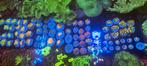 Mooie koralen voor uw zeeaquarium, Ophalen of Verzenden, Nieuw