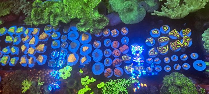 Mooie koralen voor uw zeeaquarium, Dieren en Toebehoren, Vissen | Aquaria en Toebehoren, Nieuw, Ophalen of Verzenden