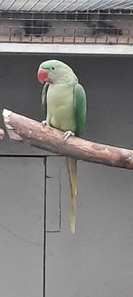 Alexanderparkiet, Dieren en Toebehoren, Vrouwelijk, Parkiet, Geringd