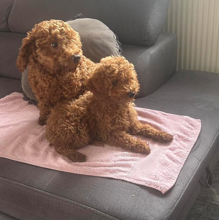 Super mooie toypoedel teefje en reutje 8 weken oud  !!!, Dieren en Toebehoren, Honden | Chihuahua's en Gezelschapshonden, Teef