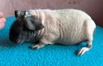 2 jonge skinny beren, Dieren en Toebehoren, Knaagdieren, Cavia, Augustus, Mannelijk, Tam