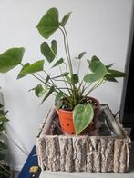 Planten, Huis en Inrichting, Kamerplanten, Ophalen of Verzenden, Overige soorten, Minder dan 100 cm