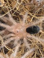 Grammostola pulchripes – 2FH – 2 cm, Spin of Schorpioen