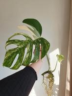 Goed gewortelde Monstera Variegata stek, Huis en Inrichting, Kamerplanten, Ophalen, Overige soorten, Halfschaduw, Minder dan 100 cm