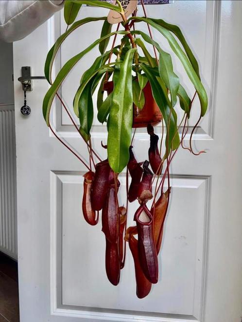 XXL vleesetende nepentes plant XL bekers, Huis en Inrichting, Kamerplanten, Overige soorten, Minder dan 100 cm, Ophalen of Verzenden