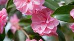 Camelia Spring Festival ca. 150 cm hoog, Tuin en Terras, Planten | Struiken en Hagen, Ophalen of Verzenden, Overige soorten, Struik