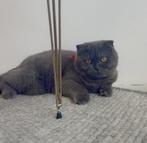 Mix Brits Korthaar x Scottish Fold, Dieren en Toebehoren, Katten en Kittens | Raskatten | Korthaar, Poes, Ontwormd
