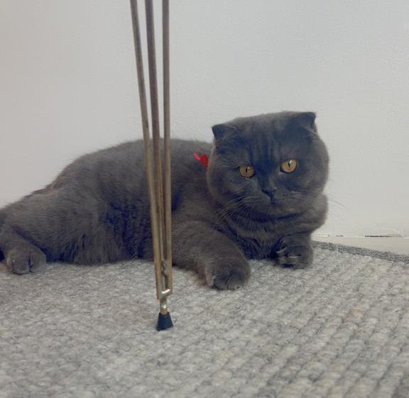 Mix Brits Korthaar x Scottish Fold, Dieren en Toebehoren, Katten en Kittens | Raskatten | Korthaar, Poes, Ontwormd