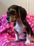 Mooie, lieve beaglier pups. Beagle x cavalier king charles, Dieren en Toebehoren, Beagle, 8 tot 15 weken, Teef, CDV (hondenziekte)