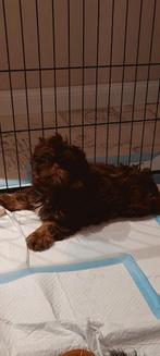 Raszuivere Shih tzu pups mogen verhuizen., Dieren en Toebehoren, Honden | Chihuahua's en Gezelschapshonden, Overige rassen, 8 tot 15 weken