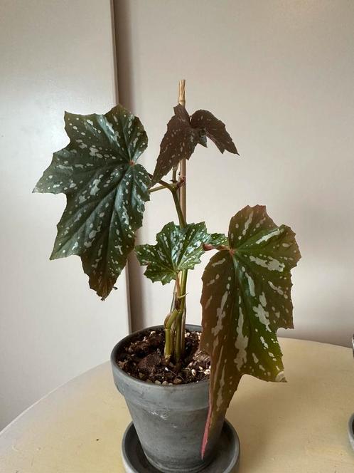 Begonia Sophie Cecile, Huis en Inrichting, Kamerplanten, Overige soorten, Minder dan 100 cm, Ophalen