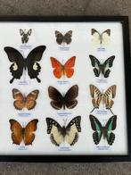 Opgezette vlinders in lijst, Verzamelen, Dierenverzamelingen, Ophalen of Verzenden, Nieuw, Insect, Opgezet dier