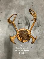 Eland & Rendieren gewei, Verzamelen, Dierenverzamelingen, Ophalen, Gebruikt, Overige soorten, Gewei of Kop