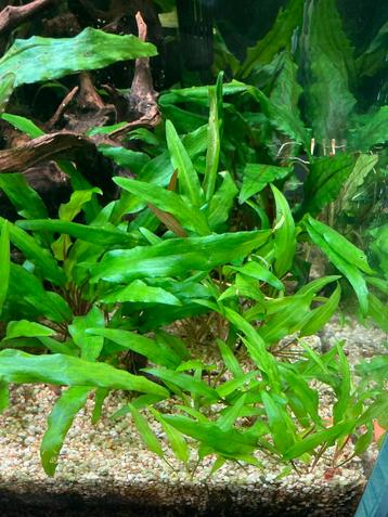 Aquariumplanten (valisneria, cryptocorine, etc) beschikbaar voor biedingen