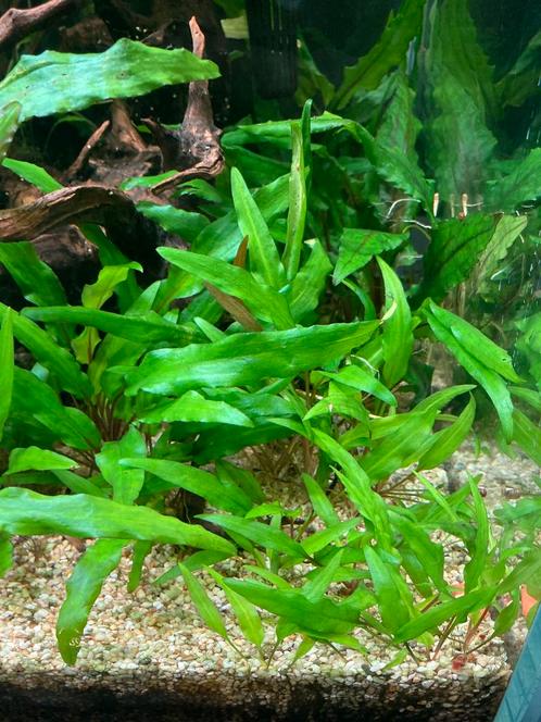 Aquariumplanten (valisneria, cryptocorine, etc), Dieren en Toebehoren, Vissen | Aquaria en Toebehoren, Plant(en), Steen of Hout