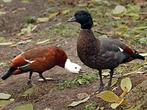 Zoek naar Casarca alle soorten, Dieren en Toebehoren, Pluimvee, Meerdere dieren, Gans of Zwaan