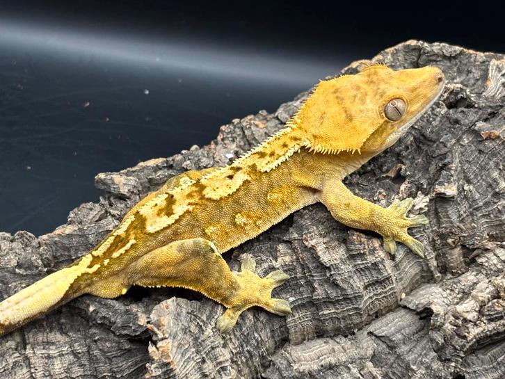 Correlophus ciliatus - Wimpergekko