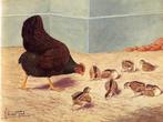 Barnevelder hennen kuikens, Vrouwelijk, Kip