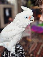 Prachtige supertamme Goffini kaketoe, Dieren en Toebehoren, Mannelijk, Papegaai, Tam