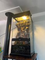 Rozenkevers, Ophalen of Verzenden, Terrarium of Paludarium
