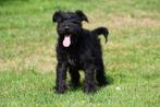 Dwergschnauzer pups te koop, Rabiës (hondsdolheid), 15 weken tot 1 jaar, Overige rassen, Buitenland