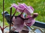 Drie orchideeën roze paars orchidee, Ophalen, Overige soorten, Halfschaduw, In pot