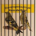 Zwartkopsijzen, Meerdere dieren, Tropenvogel