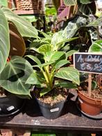 Philodendron Birkin, Overige soorten, In pot, Minder dan 100 cm, Groene kamerplant