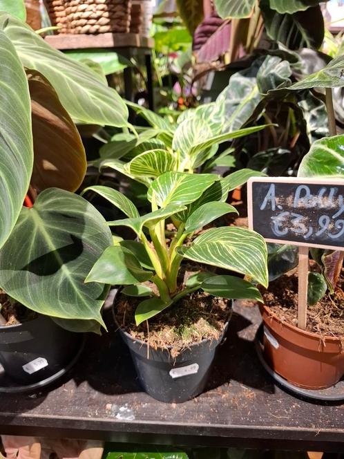 Philodendron Birkin, Huis en Inrichting, Kamerplanten, Overige soorten, Minder dan 100 cm, Groene kamerplant, Halfschaduw, In pot