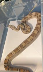 Boa constrictor 0.1 2022, Slang, Tam, 3 tot 6 jaar