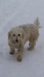 Emma zoekt een lief baasje!, Handelaar, 1 tot 2 jaar, Buitenland, Teef