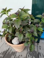 Vaste plant met zwarte bloemen in pot, Vaste plant, Halfschaduw, Zomer, Ophalen