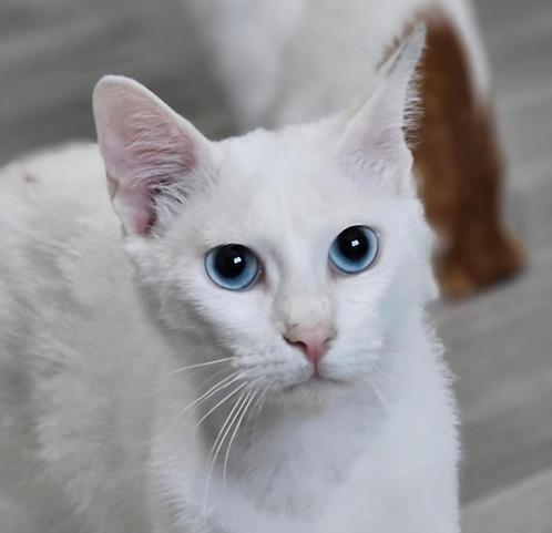 Yuri zoekt een baasje, Dieren en Toebehoren, Katten en Kittens | Overige Katten, Kortharig, Kater, 0 tot 2 jaar