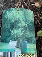 Te koop of te ruil. Hele mooie Salix, Overige soorten, 100 tot 250 cm, Zomer, Ophalen
