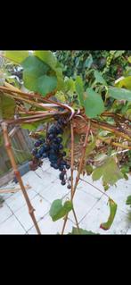 druivenboom, Ophalen of Verzenden, Minder dan 100 cm, Lente