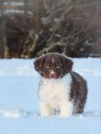 Wij Friese Stabij x Australische Herder zoeken baasjes, Dieren en Toebehoren, Honden | Retrievers, Spaniëls en Waterhonden, Parvo
