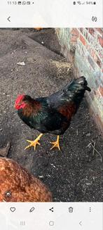 Barnevelder Haan Groot Ras, Dieren en Toebehoren, Pluimvee, Mannelijk, Kip