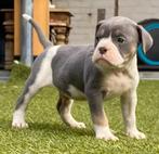 Old English Bulldog, Rabiës (hondsdolheid), 8 tot 15 weken, Bulldog, Meerdere