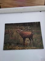 EDELHERT. / CERVUS ELAPHUS, Ophalen of Verzenden, Voertuig