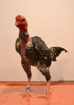 Madagaskar Vechtkriel - Malgache Game Bantam, Meerdere dieren, Kip